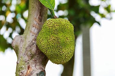 《宝可梦：大集结》新开发者视频 国服11月底开启新测试